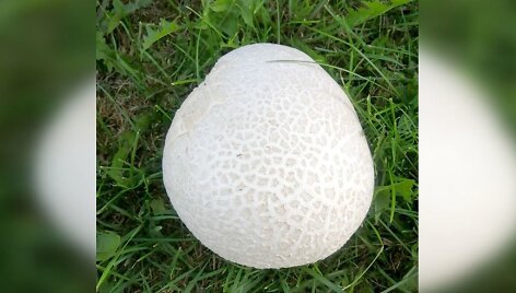 Kukurdvelkis
