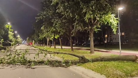 Išverstas medis Vilniaus Minties gatvėje