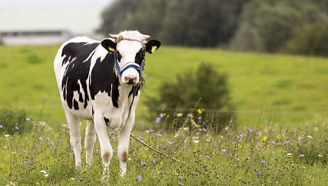 Modernizuoti pieno ūkius – su parama