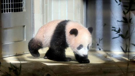 Japonijos zoologijos sode mažylė panda pirmą kartą parodyta žurnalistams