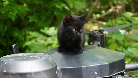 Operacija &bdquo;Miau-miau&ldquo;
