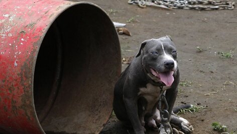 Pitbulis