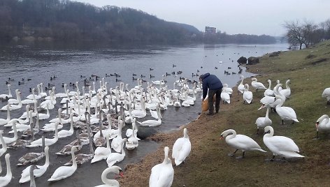 Kaune – didžiausia gulbių lesykla Baltijos šalyse