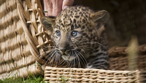 Leopardo jauniklis 