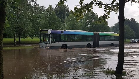 Liūtis Vilniuje