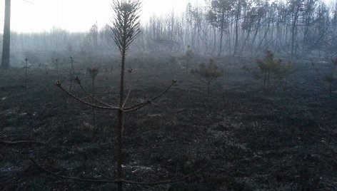 Kuršių nerija po gaisro