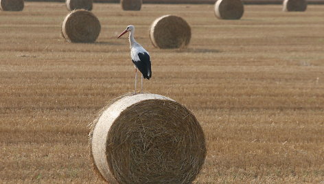 Šienas