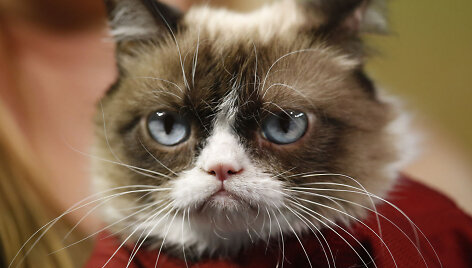 Katinas Grumpy