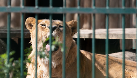 Lietuvos zoologijos sodo 82-asis sezono atidarymas