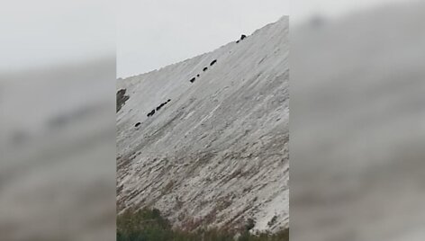 Praėjusią savaitę girių galiūnai buvo užfiksuoti besiganantys net Kėdainių alpėmis pramintuose &bdquo;Lifosos&ldquo; fosfogipso kalnuose