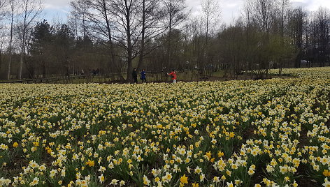 Druskininkų svečiai grožisi narcizų žydėjimu