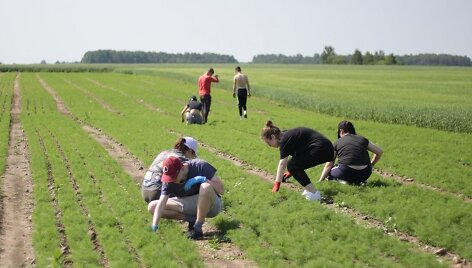  &bdquo;Krekenava&ldquo; laukuose vasarą darbuojasi kra&scaron;to moksleiviai. 