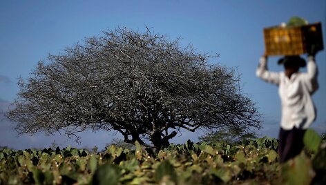 Brazilijos Kampina Grande do Sulio miestą kankina sausra