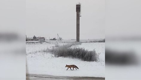 rakių seniūnijos Ažytėnų kaimo centre dailią pūstauogedę pamatęs kėdainietis Rimantas labai nustebo, nes laukinis žvėris jam pasirodė labai drąsus – nebijojo nieko