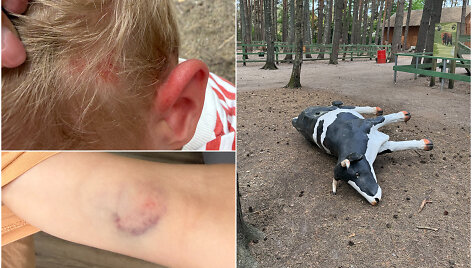 Incidentas HBH: nuvirto ir vaiką prispaudė karvė