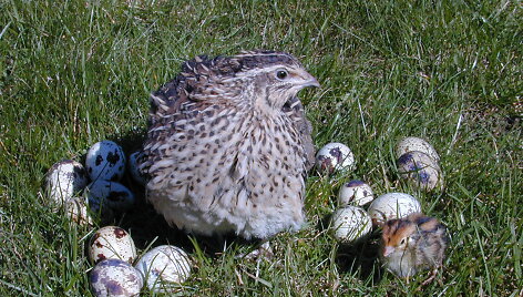 Putpelė