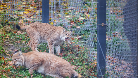 Atsinaujinęs Lietuvos zoologijos sodas