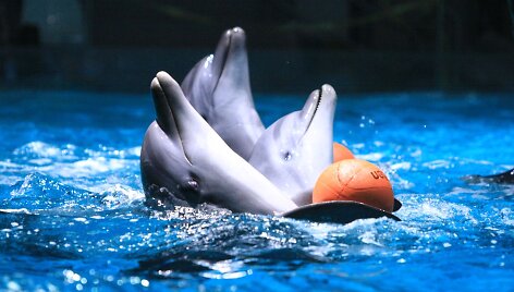 Delfinai ruo&scaron;iasi susitikimui su žiūrovais