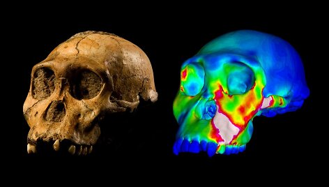 Australopithecus sediba kaukolė