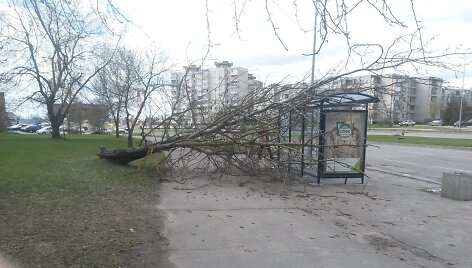 Kaune praūžė vėtra