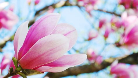 Magnolijos