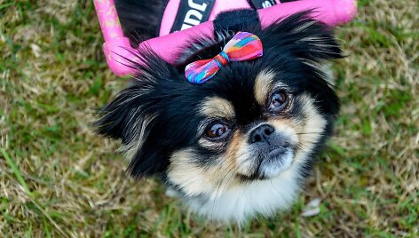 &bdquo;PetCity&ldquo; stiliaus ir mados guru ambasadorė Zuzė