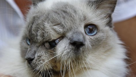 Dviveidis katinas dvigubu vardu Frankas ir Lui