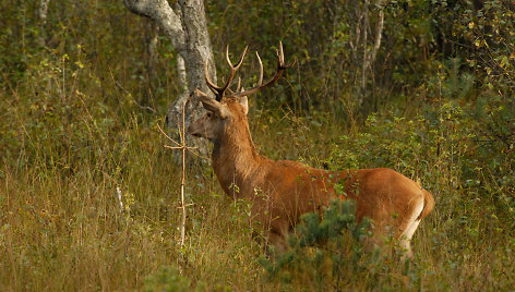 Taurusis elnias