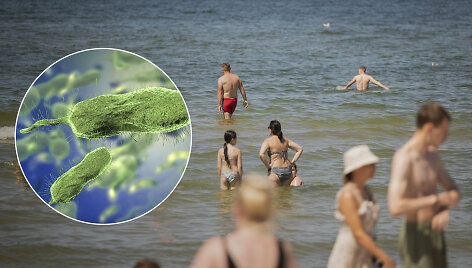 Vibrio vulnificus bakterija Baltijos jūroje