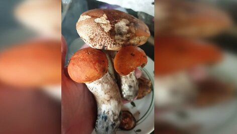 Nedidelio Kėdainių rajono Josvainių seniūnijos Vincentavos kaimo gyventojas Adolfas nuėjo pasivaik&scaron;čioti į netoli kaimo stūksantį mi&scaron;ką ir po valandėlės parsine&scaron;ė tris raudonvir&scaron;ius.