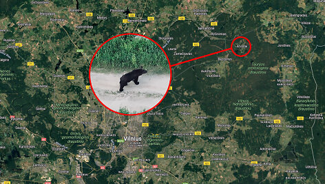 Me&scaron;ka pastebėta Arvyduose, Vilniaus rajone