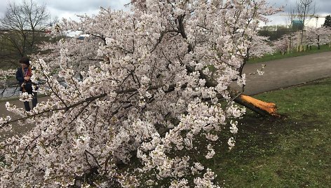 Sakurų parke – japonų turistų ašaros: Velykų rytą medžius čia išvartė šiukšliavežė