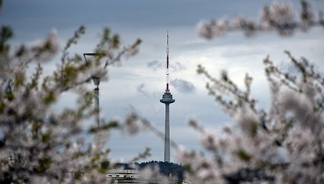 Sakurų žydėjimas Vytauto Šauklio kadruose