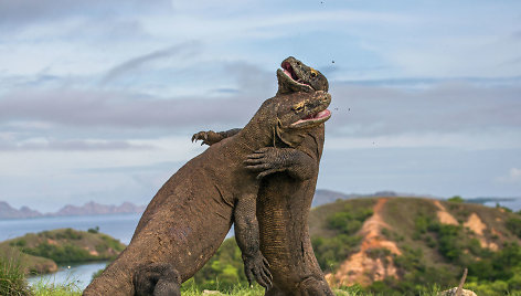 Komodo varanai