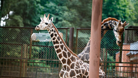 Į zoologijos sodą atgabenta žirafa