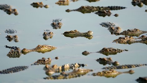 Krokodilų ferma Tailande