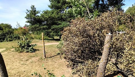 Prie Kauno kempingo vandališkai nupjauti 8 klevai