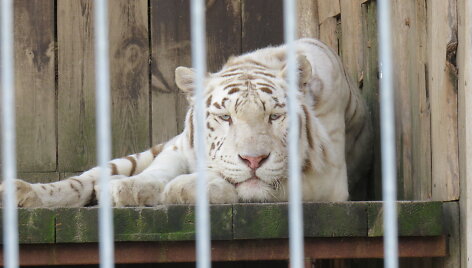 Trakėnų zoologijos sode