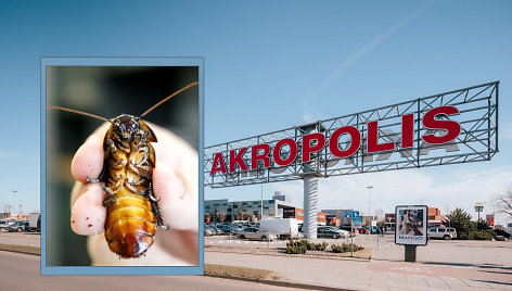 Klaipėdos „Akropolio“ viename restoranų aptikta tarakonų
