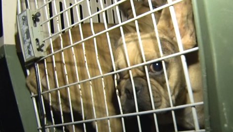 Kauno rajone iš galimai nelegalios daugyklos paimti 82 šunys
