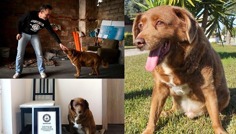 Gineso rekordininkas – seniausias pasaulio šuo Bobi