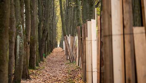 Liepų alėja Kauno Aleksote taps išskirtiniu gamtos ir rekreacijos kampeliu