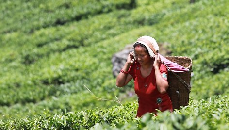 Darjeelingo arbatmedžių lapelių skynimas