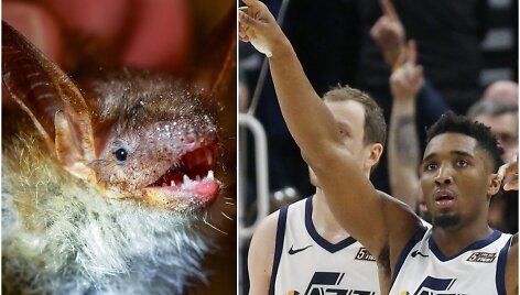 &Scaron;ik&scaron;nosparnis bla&scaron;kė &bdquo;Utah Jazz&ldquo; žaidėjus prie&scaron; NBA rungtynes.