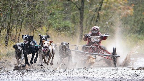 Šunų kinkinių ir bėgimo su šunimis varžybos