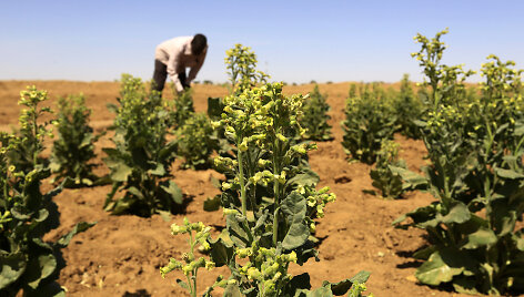 Tabako plantacija