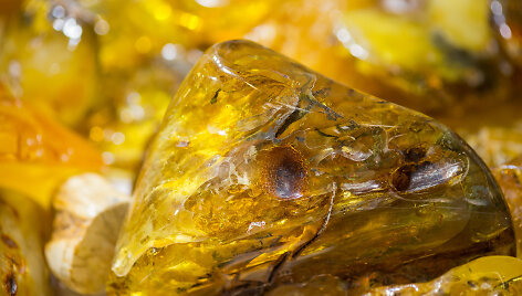 Paroda &bdquo;Amber trip&ldquo;