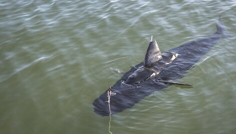 JAV armijos &scaron;nipinėjimui sukurtas robotas &ndash; tunas &bdquo;GhostSwimmer&ldquo;