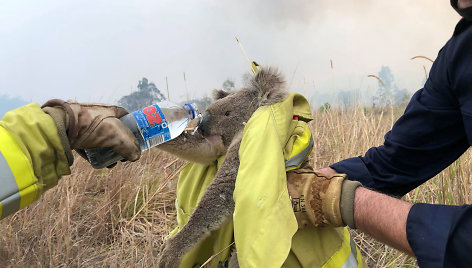 Gaisrai Australijoje naikina koalų populiaciją