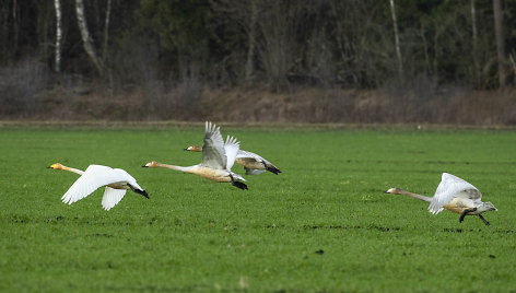 Gulbių giesmininkių šeimynos dar kartu, nepabirusios